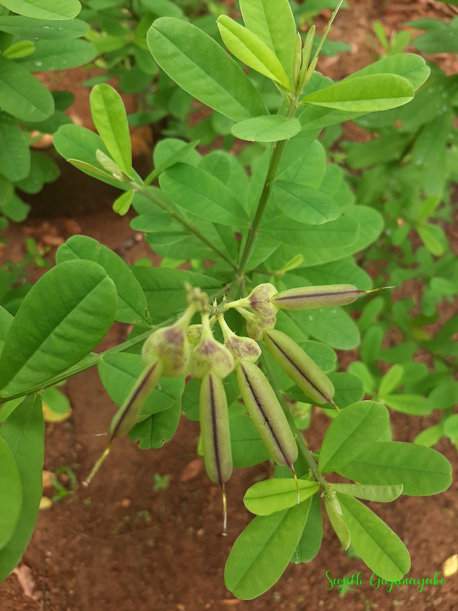 Crotalaria retusa L.